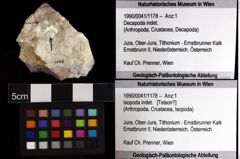 Foto (Objket + Etiketten) von Isopoda indet. 